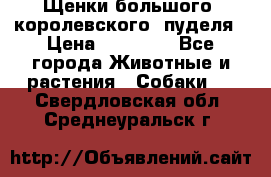Щенки большого (королевского) пуделя › Цена ­ 25 000 - Все города Животные и растения » Собаки   . Свердловская обл.,Среднеуральск г.
